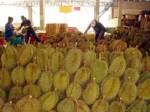 ส่งออกทุเรียน ตอ.ปี 51 เกือบ 9 หมื่นตัน-เอเชียยังต้องการสูง