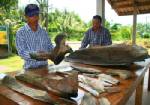 พบซากโครงกระดูกปลาวาฬ อายุหลายร้อยปีในนากุ้ง