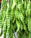 "สะตอ" ผักพื้นบ้านภาคใต้มากประโยชน์