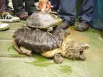 ชาวบ้านตะลึงพบเต่าปูลูในบ่อเลี้ยงปลา