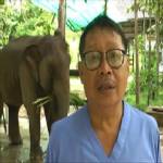 เตือนควาญช้างระวังการให้อาหาร-หลังช้าง 4 เชือกจาก ชม.ท้องอืดหนัก