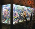 Chiang Mai Zoo’s aquarium to open in Oct