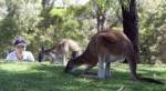 นักวิทย์ออสซี่แนะกินจิงโจ้แทนเนื้อวัวช่วยสู้ภาวะโลกร้อน