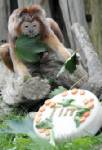 Monkey birthday