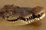 ผลเอกซเรย์ชี้ชิ้นส่วนมนุษย์อยู่ในท้องจระเข้ยักษ์ออสเตรเลีย