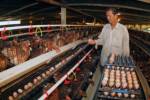ซีพีเอฟยกระดับการเลี้ยงไก่ไข่เกษตรกร โครงการห้วยองคตฯ