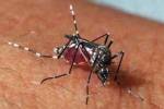 82 Thais killed by dengue fever