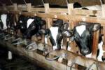 Why cows point north