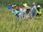 คนแก่บุรีรัมย์รวมกลุ่มตระเวนรับจ้างเกี่ยวข้าว-ดิ้นรนหาเลี้ยงปากท้องฝ่าวิกฤต ศก.