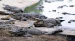 Croc farms, environmentalists form uneasy alliance