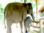 ศูนย์ช้างไทยได้สมาชิกใหม่ ลูกช้างเพศเมีย