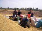 หนองคายเปิดทางโรงสีข้าวต่างจังหวัดเข้าร่วมรับจำนำ