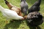 Confirming bird flu is under control, no mutation of disease