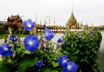 โครงการดอยตุงฯ เตรียมนำพันธุ์ไม้ตกแต่งพระเมรุ แทนต้นที่หมดอายุ
