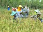 ผู้ว่าฯศรีสะเกษนำชาวบ้านฟื้นฟู “ลงแขกเกี่ยวข้าว”- ชูเกษตรอินทรีย์พัฒนาจังหวัด