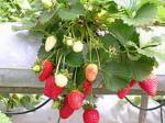 Strawberry farm in Chiang Mai damaged by fungi