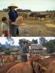 ผู้เลี้ยงในลาวโวยถูกวัวขโมยจากไทยตีตลาด