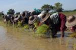 เกาหลีใต้ทุ่มวิจัยพืช GMO ในพม่าหมายผลิตอาหาร