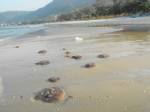 แมงกะพรุนภูเก็ตเกยหาดลดลงแล้วนักท่องเที่ยวเลิกหวั่น เล่นน้ำตามปกติ