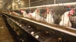 BMA joins public health ministry to ensure poultry safety