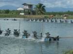 ประมงฯ ตรังเตือนผู้เลี้ยงกุ้งระวังอากาศเปลี่ยน