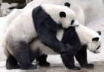 Thai zoo in fresh panda insemination bid