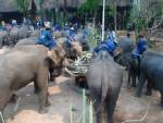 ศูนย์อนุรักษ์ฯ จัดใหญ่งานวันช้างไทย