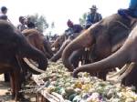 “วันช้างไทย” บุรีรัมย์ร้องรัฐแก้ปัญหาช้างเร่ร่อนเป็นรูปธรรม