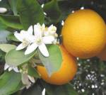 FTD: Malaysia does not ban Thai oranges