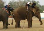 Elephant Polo 2009
