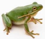 Frogs marry to please rain gods