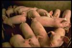 Preventive measures sought to cope with swine flu
