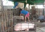 สสจ.มุกดาหารเตือน ปชช.อย่าตื่นไข้หวัดหมู