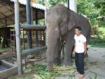 ช้าง 3 เชือกในโครงการคืนช้างเข้าป่าถูกยิงเขตรอยต่อลำปาง-ลำพูน