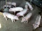 ชาวบ้านหวั่นหวัดสายพันธุ์ใหม่ระบาด วอนปศุสัตว์ลงพื้นที่ตรวจสุขภาพหมู