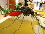 “ชิคุนกุนยา” ดุ ลามเข้ากรุง! พบป่วย 2 ราย เผยระบาดแล้ว 23 จว.ยันไม่มีเสียชีวิต