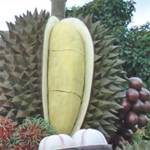 งานทุเรียนโลก ที่จันทบุรี ยังคึกคักต่อเนื่อง
