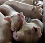 รัสเซียห้ามนำเข้าเนื้อหมูจากญี่ปุ่นหลังหวัดพันธุ์ใหม่ลุกลาม