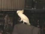 Dancing parrot mesmerises scientists
