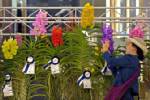 Orchid exhibition