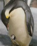 Penguin poo visible from space