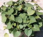 Anti-H1N1 virus herb