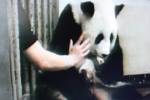 เผย"หลินฮุ่ย"เพลียเหตุอุ้มลูกตัวหนักไม่ยอมปล่อย