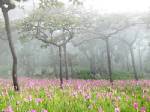 "เทศกาลเที่ยวไทย 5 ภาค สีสันแดนอีสาน" 17-19 ก.ค. 52