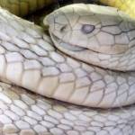 Robot snake is new spy