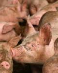นักวิทย์เยอรมันพบหวัดในหมูระบาดรวดเร็ว หวั่นอาจติดจากคน