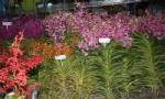 กรมส่งเสริมการเกษตรวางเป้า 5 ปีส่งออกกล้วยไม้ทะลุหมื่นล้าน