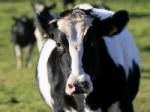 Scientists breed burp-less cows