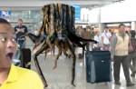สนามบินจีนแตกตื่น พบ “ตอ” เข้าประเทศ