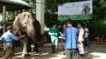 “พังบัวคำ” ช้างตาบอดถูกส่งตัวเข้าศูนย์อนุรักษ์ช้างลำปางแล้ว